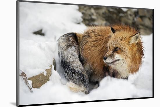 American Red Fox (Vulpes Vulpes Fulves), Montana, United States of America, North America-Janette Hil-Mounted Photographic Print