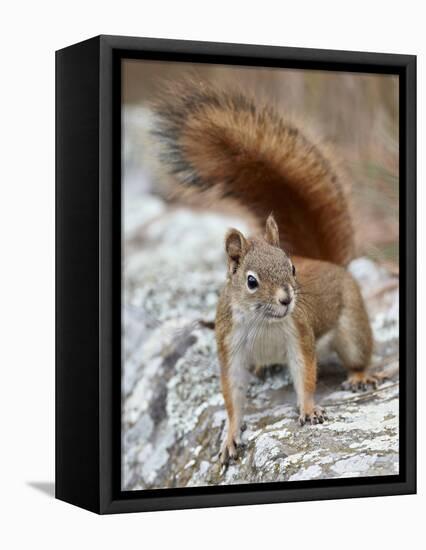 American Red Squirrel (Red Squirrel) (Spruce Squirrel) (Tamiasciurus Hudsonicus), Custer State Park-James Hager-Framed Premier Image Canvas