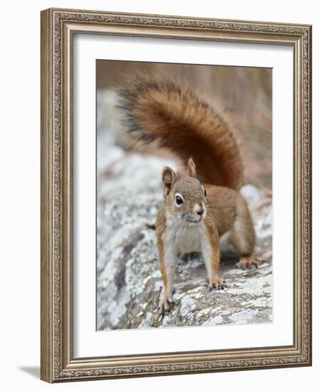 American Red Squirrel (Red Squirrel) (Spruce Squirrel) (Tamiasciurus Hudsonicus), Custer State Park-James Hager-Framed Photographic Print