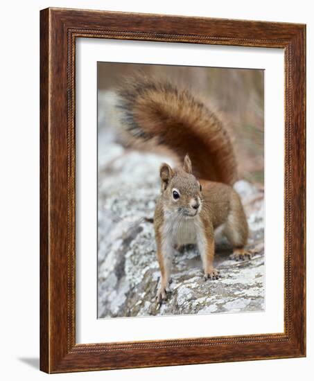 American Red Squirrel (Red Squirrel) (Spruce Squirrel) (Tamiasciurus Hudsonicus), Custer State Park-James Hager-Framed Photographic Print