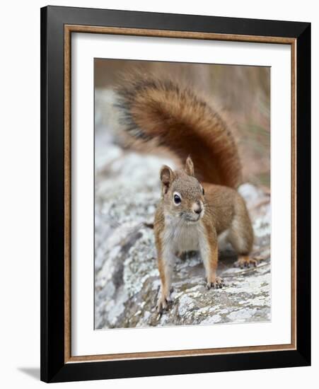 American Red Squirrel (Red Squirrel) (Spruce Squirrel) (Tamiasciurus Hudsonicus), Custer State Park-James Hager-Framed Photographic Print