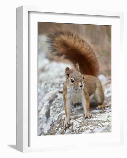 American Red Squirrel (Red Squirrel) (Spruce Squirrel) (Tamiasciurus Hudsonicus), Custer State Park-James Hager-Framed Photographic Print