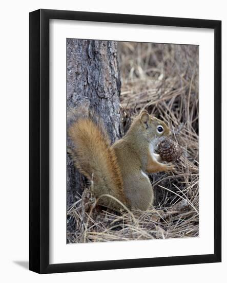 American Red Squirrel (Red Squirrel) (Spruce Squirrel) (Tamiasciurus Hudsonicus) with a Pine Cone-James Hager-Framed Photographic Print