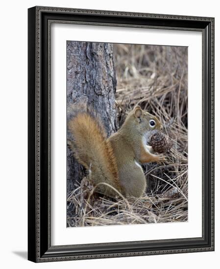 American Red Squirrel (Red Squirrel) (Spruce Squirrel) (Tamiasciurus Hudsonicus) with a Pine Cone-James Hager-Framed Photographic Print