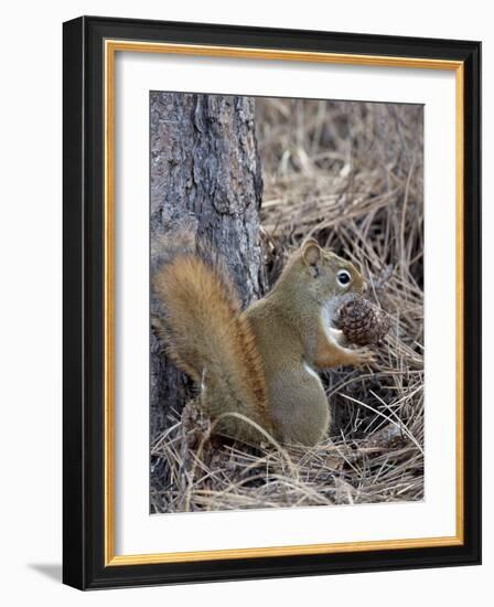 American Red Squirrel (Red Squirrel) (Spruce Squirrel) (Tamiasciurus Hudsonicus) with a Pine Cone-James Hager-Framed Photographic Print