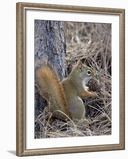 American Red Squirrel (Red Squirrel) (Spruce Squirrel) (Tamiasciurus Hudsonicus) with a Pine Cone-James Hager-Framed Photographic Print