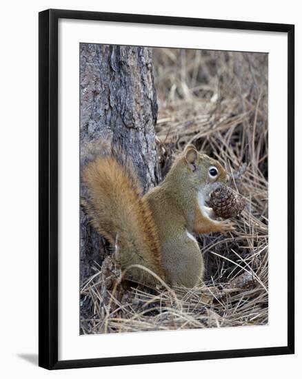 American Red Squirrel (Red Squirrel) (Spruce Squirrel) (Tamiasciurus Hudsonicus) with a Pine Cone-James Hager-Framed Photographic Print