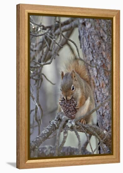 American Red Squirrel (Red Squirrel) (Spruce Squirrel) (Tamiasciurus Hudsonicus) with a Pine Cone-James Hager-Framed Premier Image Canvas