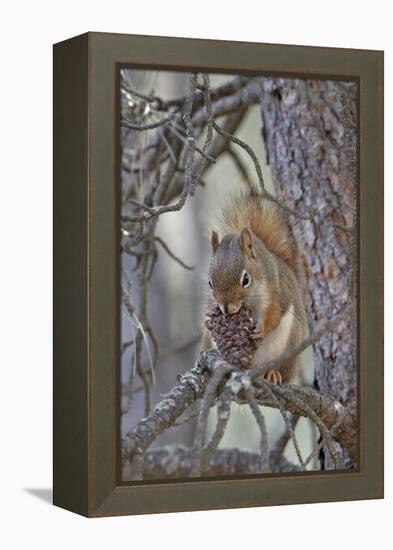 American Red Squirrel (Red Squirrel) (Spruce Squirrel) (Tamiasciurus Hudsonicus) with a Pine Cone-James Hager-Framed Premier Image Canvas