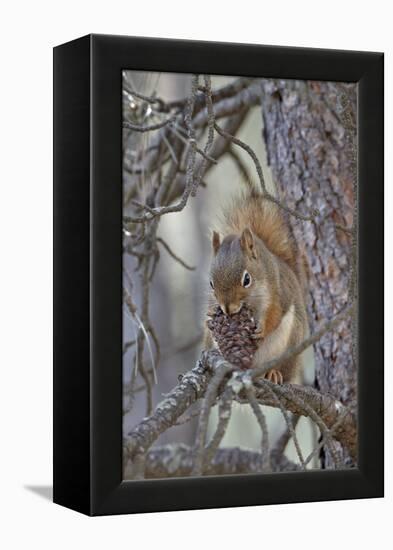 American Red Squirrel (Red Squirrel) (Spruce Squirrel) (Tamiasciurus Hudsonicus) with a Pine Cone-James Hager-Framed Premier Image Canvas