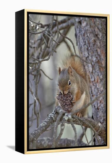 American Red Squirrel (Red Squirrel) (Spruce Squirrel) (Tamiasciurus Hudsonicus) with a Pine Cone-James Hager-Framed Premier Image Canvas