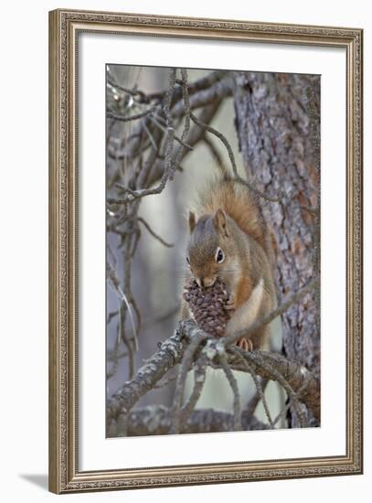 American Red Squirrel (Red Squirrel) (Spruce Squirrel) (Tamiasciurus Hudsonicus) with a Pine Cone-James Hager-Framed Photographic Print