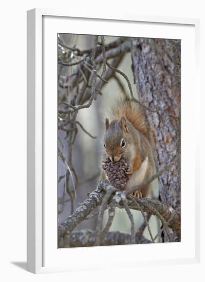 American Red Squirrel (Red Squirrel) (Spruce Squirrel) (Tamiasciurus Hudsonicus) with a Pine Cone-James Hager-Framed Photographic Print