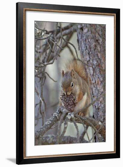 American Red Squirrel (Red Squirrel) (Spruce Squirrel) (Tamiasciurus Hudsonicus) with a Pine Cone-James Hager-Framed Photographic Print