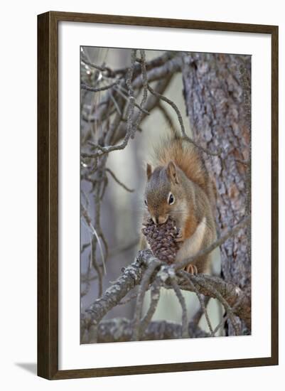 American Red Squirrel (Red Squirrel) (Spruce Squirrel) (Tamiasciurus Hudsonicus) with a Pine Cone-James Hager-Framed Photographic Print