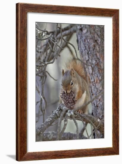 American Red Squirrel (Red Squirrel) (Spruce Squirrel) (Tamiasciurus Hudsonicus) with a Pine Cone-James Hager-Framed Photographic Print