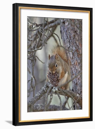 American Red Squirrel (Red Squirrel) (Spruce Squirrel) (Tamiasciurus Hudsonicus) with a Pine Cone-James Hager-Framed Photographic Print