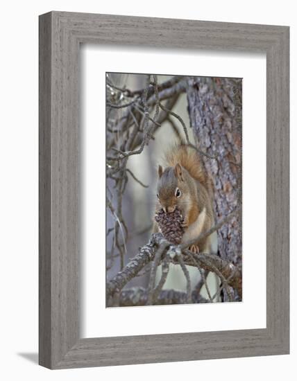 American Red Squirrel (Red Squirrel) (Spruce Squirrel) (Tamiasciurus Hudsonicus) with a Pine Cone-James Hager-Framed Photographic Print