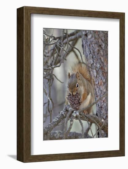 American Red Squirrel (Red Squirrel) (Spruce Squirrel) (Tamiasciurus Hudsonicus) with a Pine Cone-James Hager-Framed Photographic Print