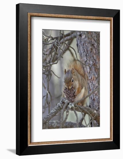 American Red Squirrel (Red Squirrel) (Spruce Squirrel) (Tamiasciurus Hudsonicus) with a Pine Cone-James Hager-Framed Photographic Print