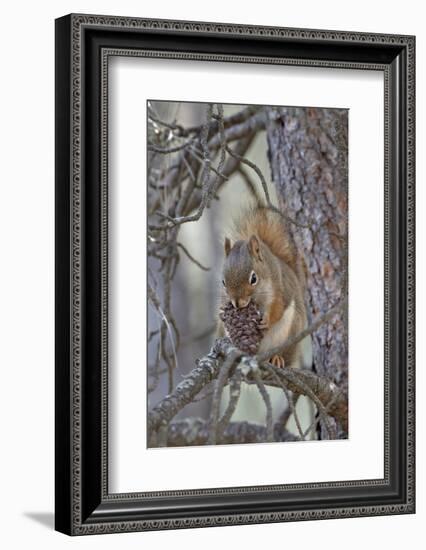 American Red Squirrel (Red Squirrel) (Spruce Squirrel) (Tamiasciurus Hudsonicus) with a Pine Cone-James Hager-Framed Photographic Print