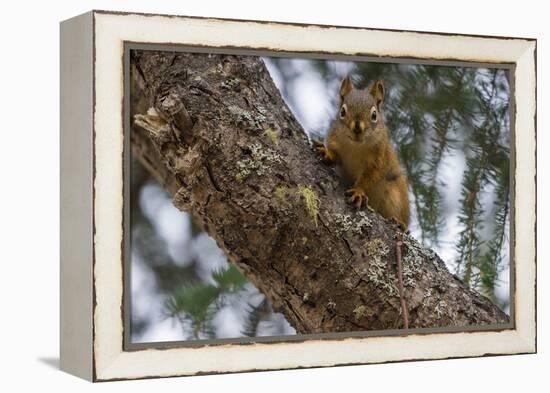 American red squirrel (Tamiasciurus hudsonicus) on tree, Tolsona-Jan Miracky-Framed Premier Image Canvas