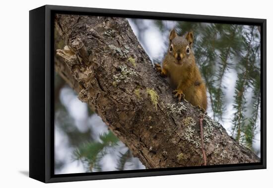 American red squirrel (Tamiasciurus hudsonicus) on tree, Tolsona-Jan Miracky-Framed Premier Image Canvas