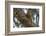 American red squirrel (Tamiasciurus hudsonicus) on tree, Tolsona-Jan Miracky-Framed Photographic Print