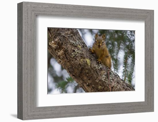 American red squirrel (Tamiasciurus hudsonicus) on tree, Tolsona-Jan Miracky-Framed Photographic Print