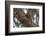 American red squirrel (Tamiasciurus hudsonicus) on tree, Tolsona-Jan Miracky-Framed Photographic Print