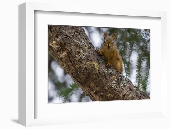 American red squirrel (Tamiasciurus hudsonicus) on tree, Tolsona-Jan Miracky-Framed Photographic Print