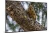 American red squirrel (Tamiasciurus hudsonicus) on tree, Tolsona-Jan Miracky-Mounted Photographic Print