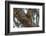 American red squirrel (Tamiasciurus hudsonicus) on tree, Tolsona-Jan Miracky-Framed Photographic Print