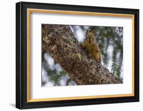 American red squirrel (Tamiasciurus hudsonicus) on tree, Tolsona-Jan Miracky-Framed Photographic Print