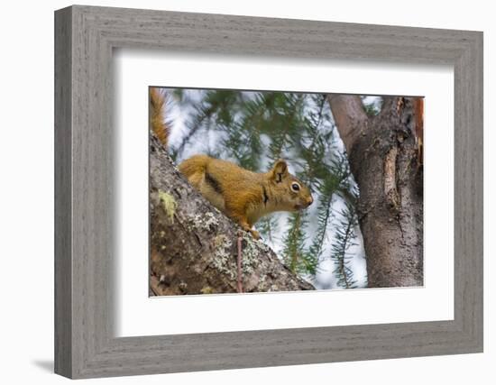 American red squirrel (Tamiasciurus hudsonicus) on tree, Tolsona-Jan Miracky-Framed Photographic Print