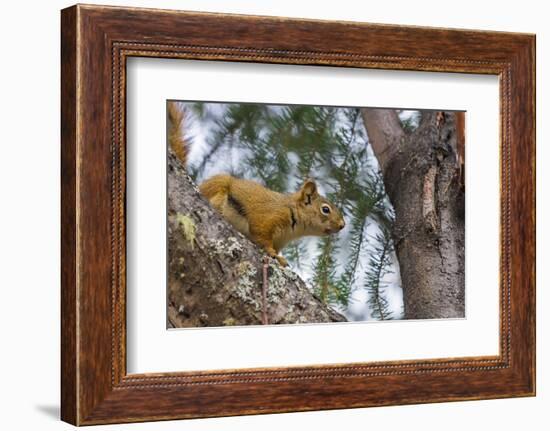 American red squirrel (Tamiasciurus hudsonicus) on tree, Tolsona-Jan Miracky-Framed Photographic Print