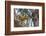 American red squirrel (Tamiasciurus hudsonicus) on tree, Tolsona-Jan Miracky-Framed Photographic Print