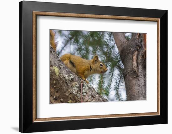 American red squirrel (Tamiasciurus hudsonicus) on tree, Tolsona-Jan Miracky-Framed Photographic Print