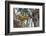 American red squirrel (Tamiasciurus hudsonicus) on tree, Tolsona-Jan Miracky-Framed Photographic Print