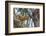 American red squirrel (Tamiasciurus hudsonicus) on tree, Tolsona-Jan Miracky-Framed Photographic Print