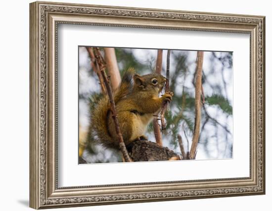 American red squirrel (Tamiasciurus hudsonicus) on tree, Tolsona-Jan Miracky-Framed Photographic Print