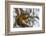 American red squirrel (Tamiasciurus hudsonicus) on tree, Tolsona-Jan Miracky-Framed Photographic Print