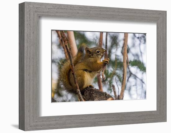 American red squirrel (Tamiasciurus hudsonicus) on tree, Tolsona-Jan Miracky-Framed Photographic Print