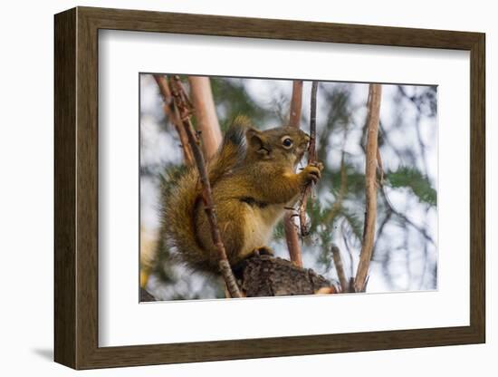 American red squirrel (Tamiasciurus hudsonicus) on tree, Tolsona-Jan Miracky-Framed Photographic Print