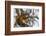 American red squirrel (Tamiasciurus hudsonicus) on tree, Tolsona-Jan Miracky-Framed Photographic Print