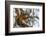 American red squirrel (Tamiasciurus hudsonicus) on tree, Tolsona-Jan Miracky-Framed Photographic Print