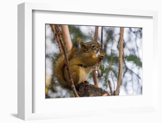 American red squirrel (Tamiasciurus hudsonicus) on tree, Tolsona-Jan Miracky-Framed Photographic Print