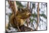 American red squirrel (Tamiasciurus hudsonicus) on tree, Tolsona-Jan Miracky-Mounted Photographic Print