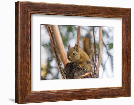 American red squirrel (Tamiasciurus hudsonicus) on tree, Tolsona-Jan Miracky-Framed Photographic Print