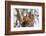 American red squirrel (Tamiasciurus hudsonicus) on tree, Tolsona-Jan Miracky-Framed Photographic Print